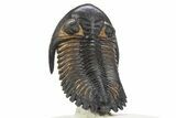 Flying Hollardops Trilobite - Rock Removed From Under Shell #311502-5